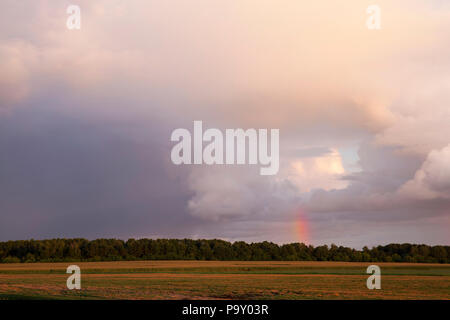 Incandescente dietro la foresta un arcobaleno multicolore sotto la pioggia e la luce del sole, il paesaggio estivo durante un temporale Foto Stock