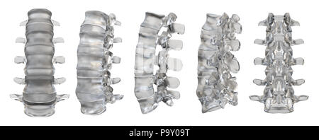 3drendering illustrazione delle vertebre Foto Stock