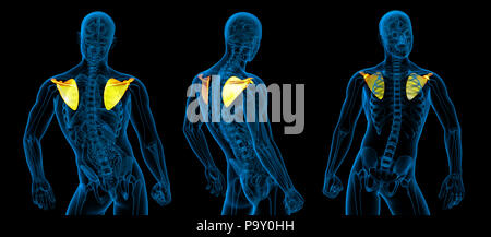 Rendering 3d Illustrazione medica dell umana scapola osso Foto Stock