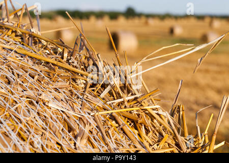 Asciugare il giallo paglia nel haystacks intrecciati da una rete di close-up di un bordo di una pila di paglia, in background sono altre pile Foto Stock