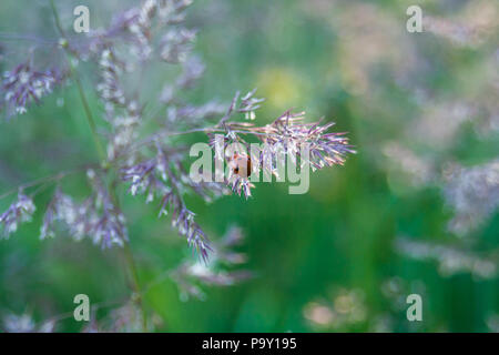 Sfondo natura - piante e raggi solari. Più diverse piante modello e carta da parati Foto Stock