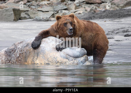 Orso bruno alimentazione su un dead orso bruno su una spiaggia in Katmai National Park Foto Stock