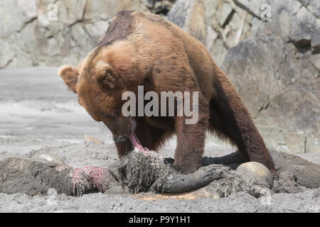 Orso bruno alimentazione su un dead orso bruno su una spiaggia in Katmai National Park Foto Stock