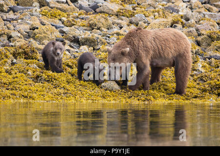 Madre orso bruno con tre cuccioli sulle rive del Katmai National Park, Alaska Foto Stock