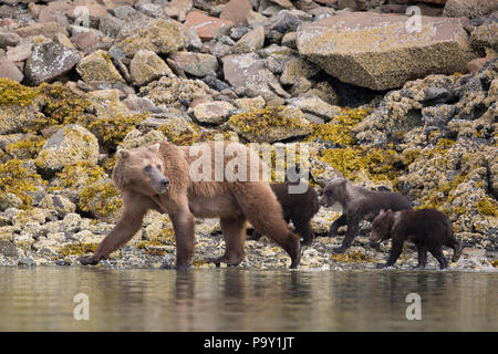 Madre orso bruno con tre cuccioli sulle rive del Katmai National Park, Alaska Foto Stock