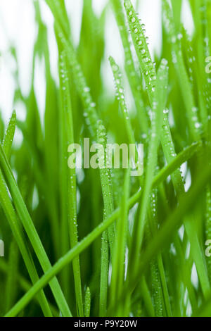 Alta Grano verde, coperta con round gocce di acqua dopo una pioggia, closeup nella natura Foto Stock