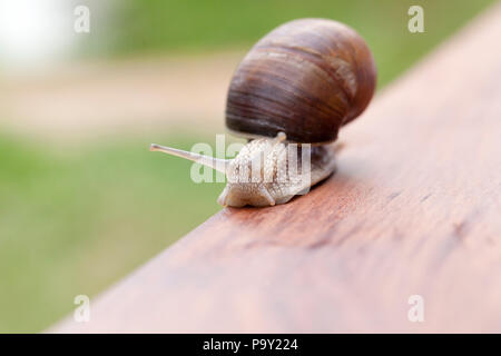 Strisciando lungo il bordo del banco nel parco lumaca di uve con un danneggiato e mantello rosso, close-up, molto piccole profondità di campo Foto Stock