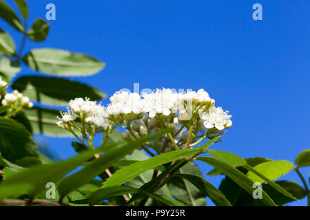Arbusto con fogliame verde e fiori bianchi, alcuni di essi in boccioli chiuso, close-up contro un cielo blu in primavera Foto Stock