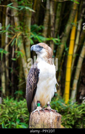 Grande Filippine eagle anche sapere come mangiare scimmia eagle è uno dei più forti eagle Foto Stock