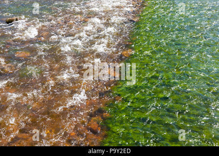 La metà di colore verde e marrone a parte di un piccolo fiume, primo piano sulla natura, fuori fuoco. Il colore verde di acqua da alghe, sulla seconda metà della pianta non g Foto Stock