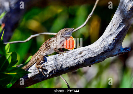 Anole marrone che mostra segni di avvertenza. Foto Stock