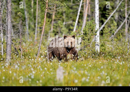 Orso bruno sta entrando a La palude aperto dalla foresta. Foto Stock