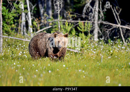 Orso bruno sta entrando a La palude aperto dalla foresta. Tuttavia, non è ancora certo se è sicuro cosa da fare. Foto Stock