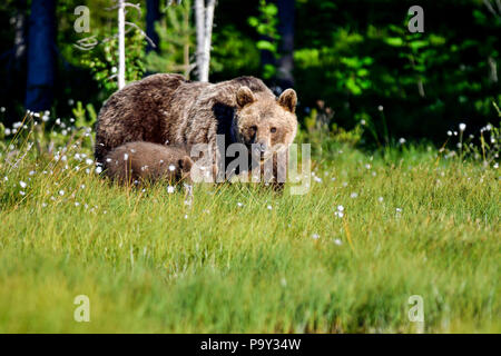 Orso bruno mom con un cub sta entrando a La palude aperto dalla foresta. Tuttavia, non è ancora certo se è sicuro cosa da fare. Foto Stock