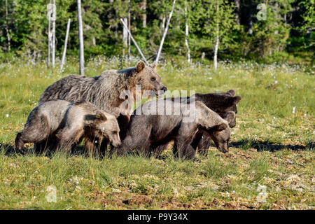 Orso bruno mom con un anno: attraversa la palude. Foto Stock