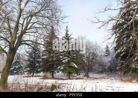 Bosco misto di latifoglie e aghi nella stagione invernale, paesaggio nella soleggiata frosty meteo Foto Stock