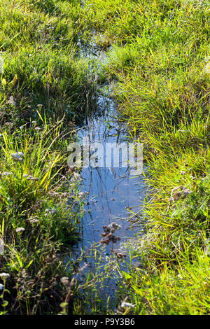 Una piccola insenatura stretta sulla banca di cui cresce erba verde, primo piano Foto Stock