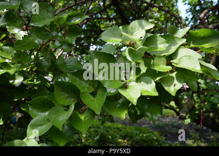 Foglie verdi di un albero di albicocca in scatola per strada, ramo di albicocca. Foto Stock