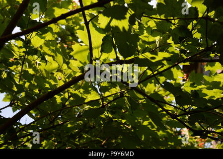 Sotto l'albero del viburnum, le foglie del viburnum brillano attraverso il sole e molti rami con foglie. Foto Stock