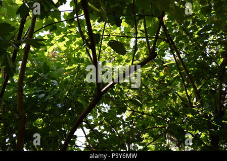 Sotto l'albero del viburnum, le foglie del viburnum brillano attraverso il sole e molti rami con foglie. Foto Stock