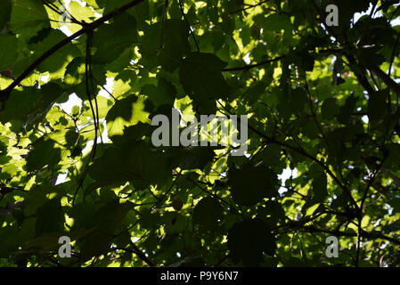 Sotto l'albero del viburnum, le foglie del viburnum brillano attraverso il sole e molti rami con foglie. Foto Stock