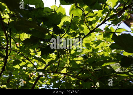 Sotto l'albero del viburnum, le foglie del viburnum brillano attraverso il sole e molti rami con foglie. Foto Stock