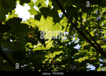 Sotto l'albero del viburnum, le foglie del viburnum brillano attraverso il sole e molti rami con foglie. Foto Stock