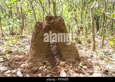 Un ant hill nel mezzo della foresta. Foto Stock