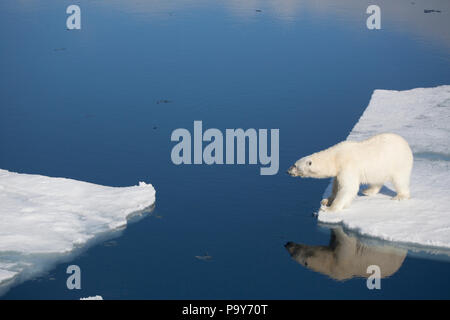 Orso polare camminando sulla congelati Oceano Artico vicino alle Isole Svalbard Foto Stock