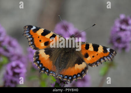 Piccola Tartaruga butterfly (Aglais urticae) su comuni di timo (Thymus vulgaris) Foto Stock