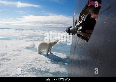 Un orso polare si avvicina ad una nave turistica nell'Oceano Artico, fotografata da una donna a distanza ravvicinata. Foto Stock