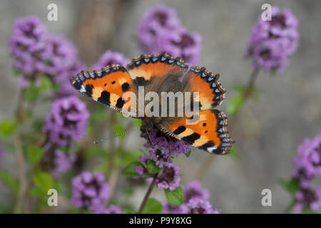 Piccola Tartaruga butterfly (Aglais urticae) su comuni di timo (Thymus vulgaris) Foto Stock