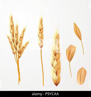 Frumento illustrazione vettoriale. Mazzo di spighe di grano e sementi isolato Illustrazione Vettoriale
