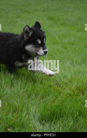 Grazioso cucciolo alusky in esecuzione attraverso una folta erba verde. Foto Stock