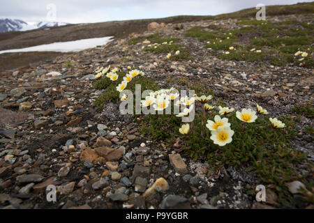 Svalbard flora sulla tundra Foto Stock