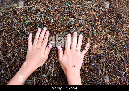 Bambino ragazza le mani su un formicaio Foto Stock