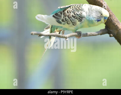 Molto bello e colorato il parrocchetto pastello in equilibrio su un ramo di albero. Foto Stock