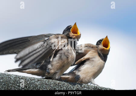 Appena fledged baby rondini chiedendo cibo dai loro genitori. Foto Stock