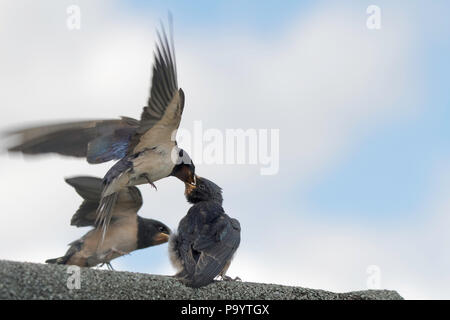 Appena fledged baby swallow essendo alimentato dal maschio adulto swallow Foto Stock