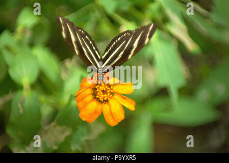 Una zebra Longwing farfalla su un fiore Foto Stock