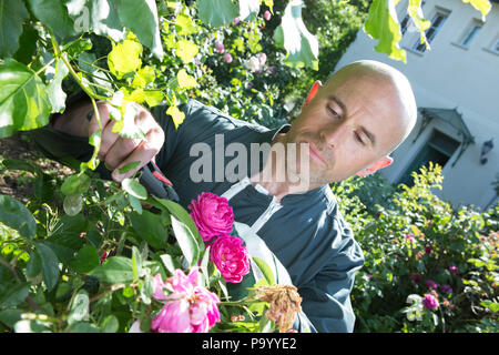 Uomo al di fuori di giardinaggio in estate natura rose di taglio Foto Stock