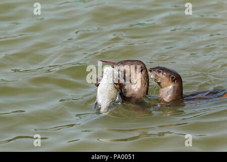 Liscio rivestito di lontra fratelli con un mare appena pescati bass dalle acque costiere, Singapore Foto Stock