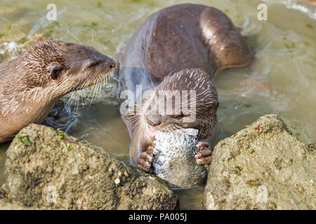 Liscio rivestito di lontra fratelli si alternano alla alimentazione sulla spigola, Singapore Foto Stock