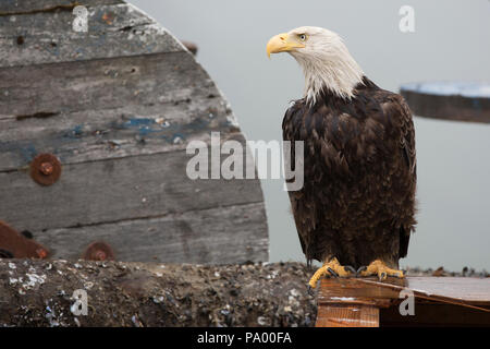 Aquila calva, Harbor olandese, Unalaska, isole Aleutian, Alaska Foto Stock