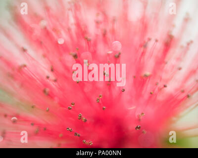 Primo piano / Macro immagini di Calliandra fiore rosso, colori vibranti e varie forme - bianco sfocata o sfondo verde, il fuoco selettivo abstracts Foto Stock