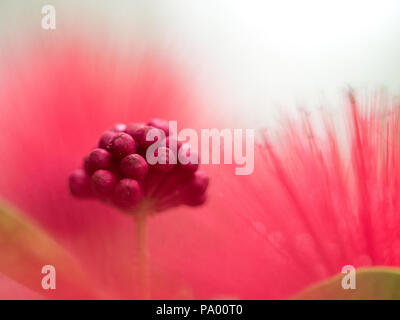 Primo piano / Macro immagini di Calliandra fiore rosso, colori vibranti e varie forme - bianco sfocata o sfondo verde, il fuoco selettivo abstracts Foto Stock