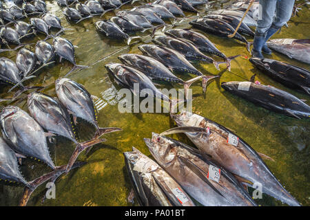 Kumano Kodo percorso del pellegrinaggio. Mercato del pesce. Il tonno. Porto di pesca. Katsuura. Percorso Nakahechi. Wakayama Prefettura. La regione di Kansai. Il Giappone. UNESCO Foto Stock