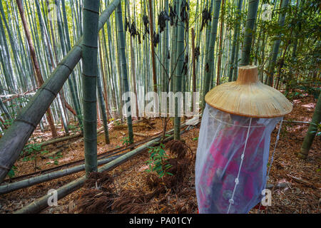 Kumano Kodo percorso del pellegrinaggio. Daimon-zaka slope. Gli alberi di bambù. Wakayama Prefettura. Kii Peninsula. La regione di Kansai. Isola Honshü . L' UNESCO . Giappone Foto Stock