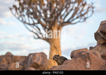 Rock hyrax (Procavia capensis), Quiver Tree Forest, Keetmanshoop, Namibia Foto Stock