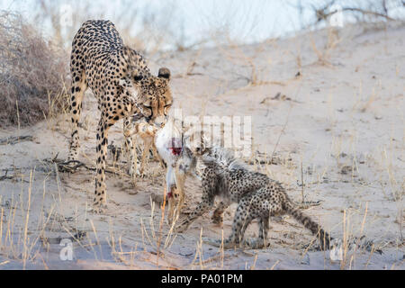 Ghepardo (Acinonyx jubatus) e cub alimentazione scrub su lepre (Lepus saxatilis), Kgalagadi parco transfrontaliero, Sud Africa Foto Stock